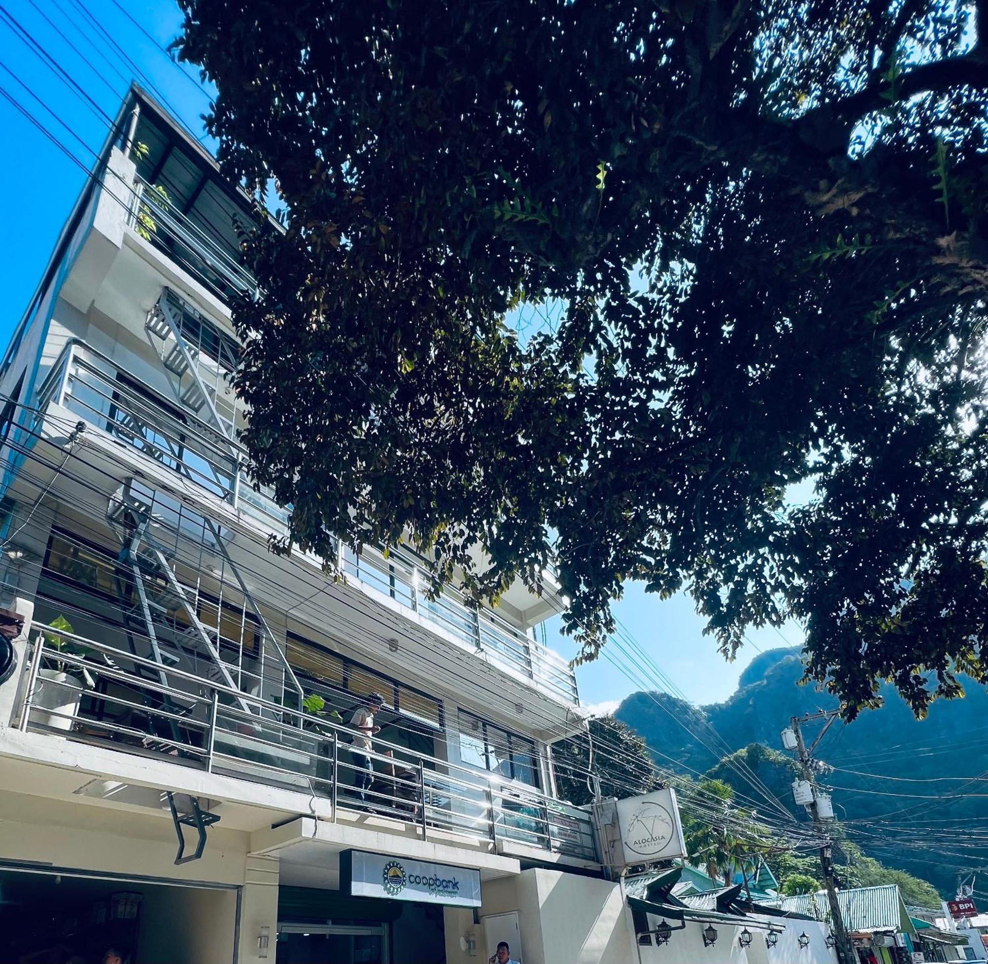 Alocasia El Nido Exterior foto
